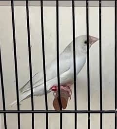 Gouldian