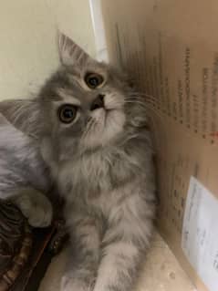 Persian kitten 2 months