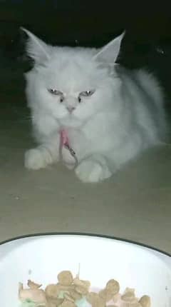 Persian