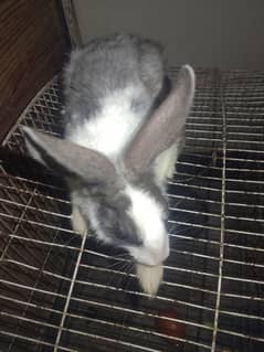 rabbit