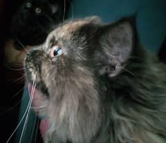 Persian kittens Triple coated , Trained Kittens