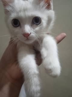 persion cat double coated for sale