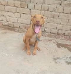 03297192170 Rashid WhatsApp for sale
