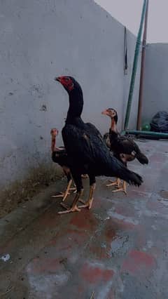 aseel thai cross 0332-84-778-11