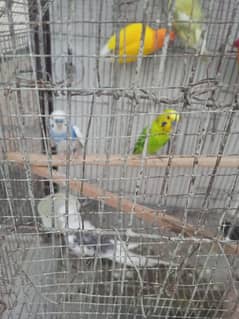 lovebird , Budgie, Cocktail for sell