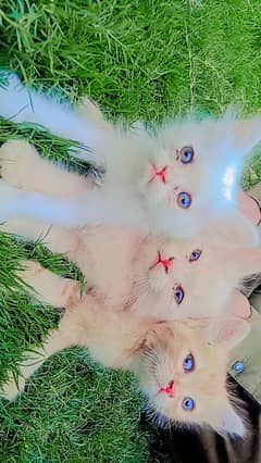 for
