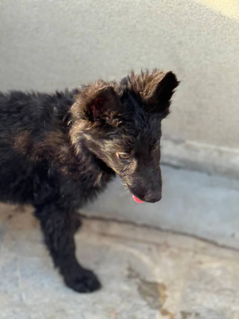 German Shepherd puppies|long Coat|GSD|female puppies|Black|Black Tan 0