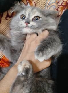 Beautiful Triple-Coated Persian Kitten – 3.5 Months Old