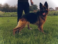 Long Coat Top Quality Breeder Female