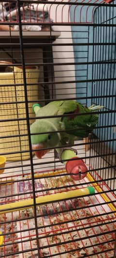 2-Month-Old