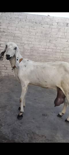 milking goat/دودھ والی بکری
