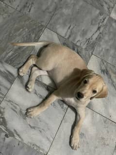 female Labrador puppy