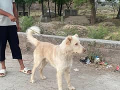 afghan kuchi
