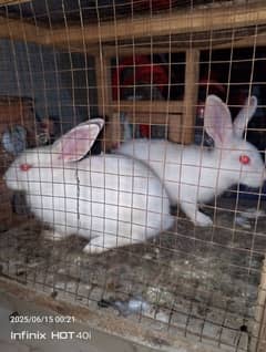 confirm white pair red eyes rabbits