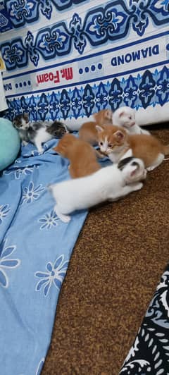 one month kitten for sale