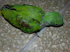 male