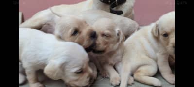 Labrador puppies male female foan in colour