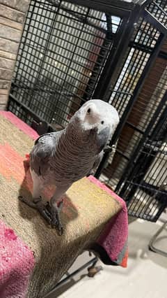 Grey parrot