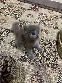 Persian