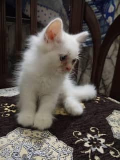 persian kitten