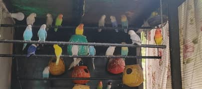 lovebird