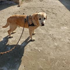 Labra