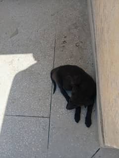 urgent sale Labrador 3 months pupp