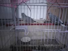 diamond dove