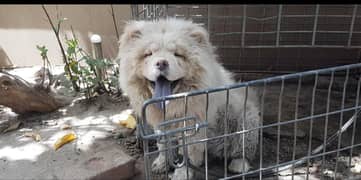 chow chow pedigree pair