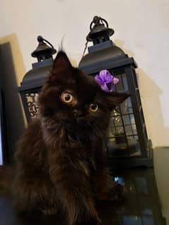 Persian