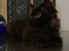 Persian