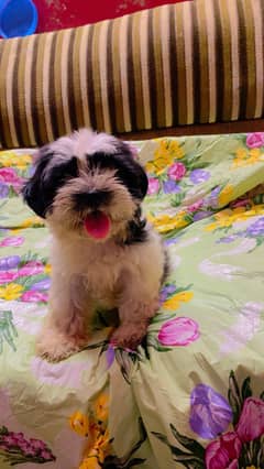 my male puppies available