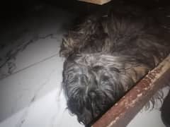 FEMALE PUDDLE DOG FOR SALE