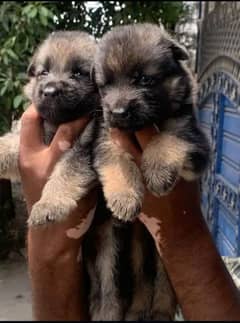 German shepherd pipi Duble kord pidera partinse