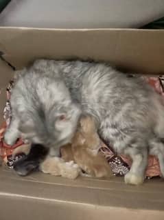 Persian cat 101% pure pre-book