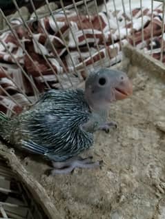 ringneck baby