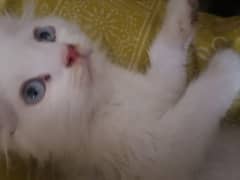 male cat