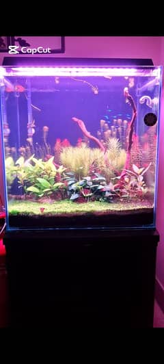 Hi-Tech + Low-Tech Aquatic Plants in Lahore