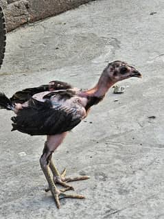 dragen