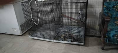 cage birds parrots