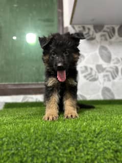 German shepherd pedigree male puppy
