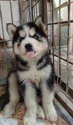 wolly