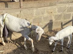 Teddy goat with female kid