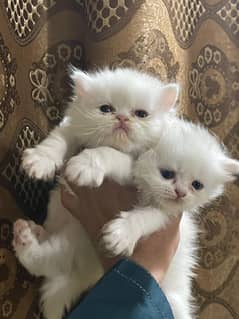 Persian
