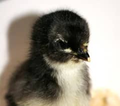 Australorp Chicks | Australop | Austrolorp | Austrolop | RIR | Egg