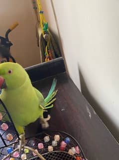 Ringneck For Sale Age 8 months
