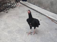 aseel hens and murghy for sale