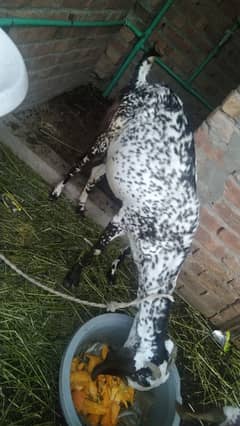 makhi cheeni goat urgent for sale