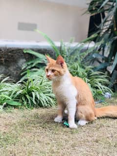 mix breeb single coated mother with 5 cute kittens