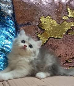 persian /triple coat/ punch face/ female kitten